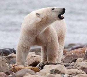 Polar bears besiege Russian scientists for days before supply ship arrives
